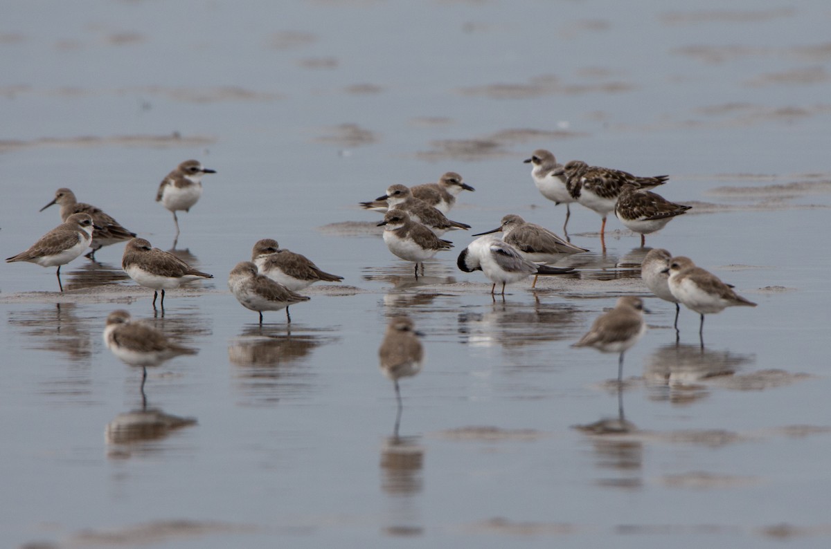 メダイチドリ／チベットメダイチドリ - ML644215835