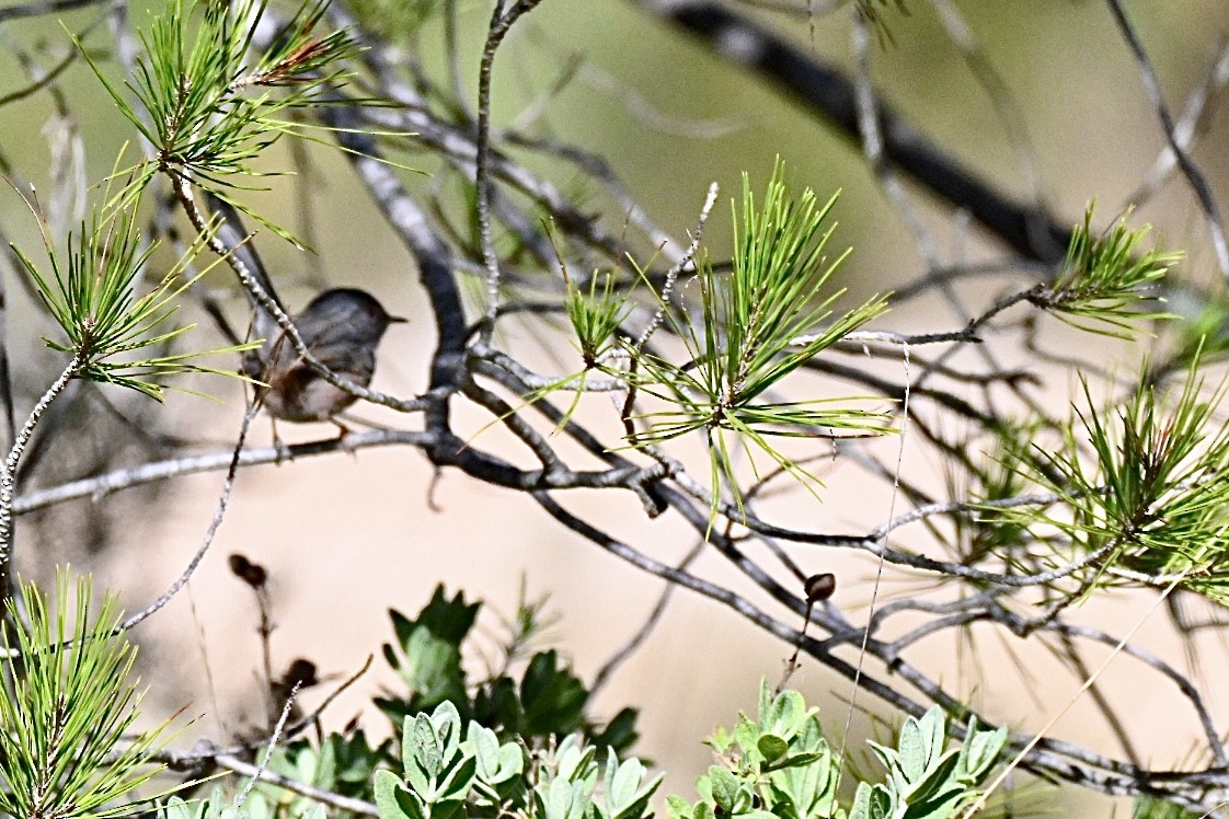 Magnanina comune - ML644215865