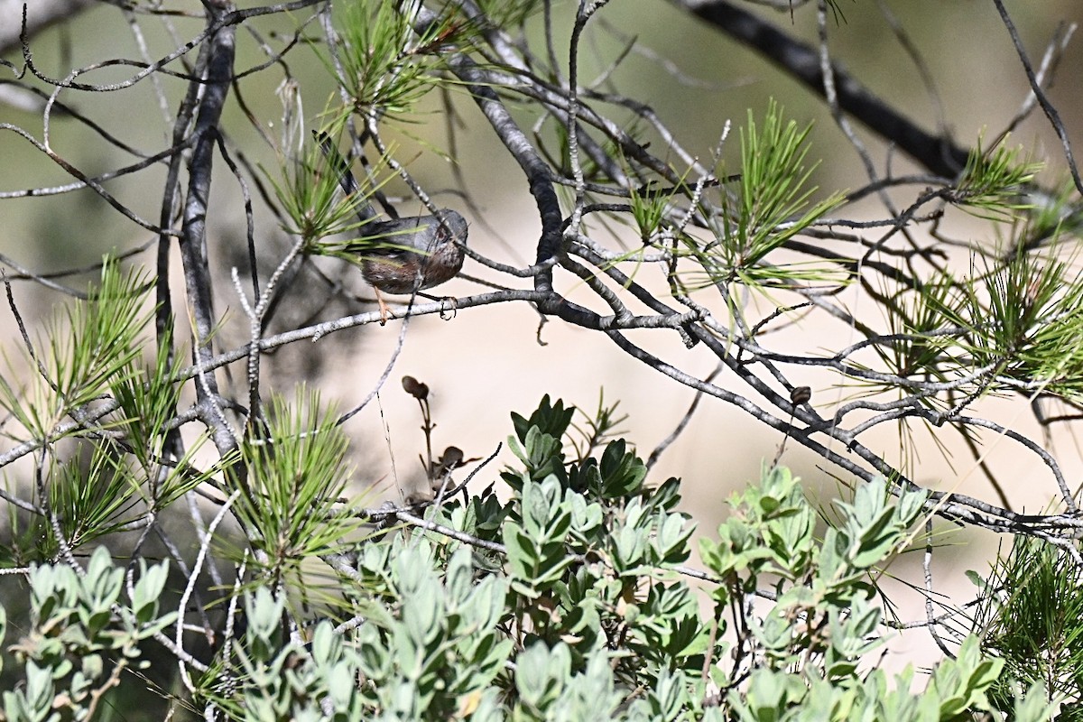 Magnanina comune - ML644215866