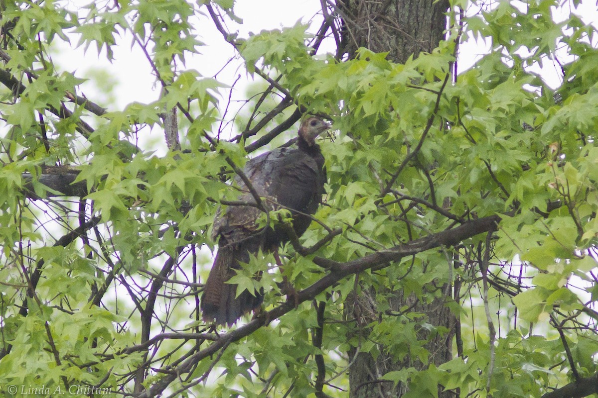 Wild Turkey - ML644215874