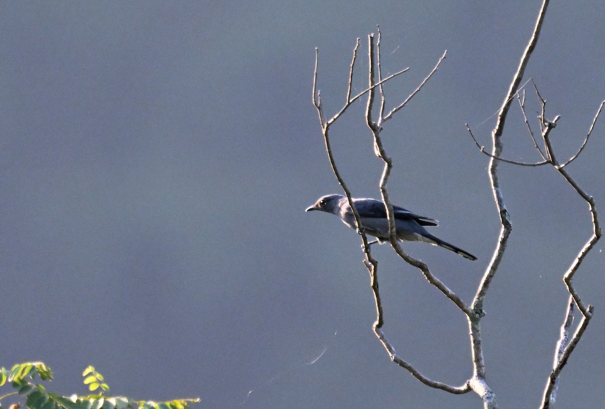 Kara Kanatlı Tırtılyiyen - ML644215901