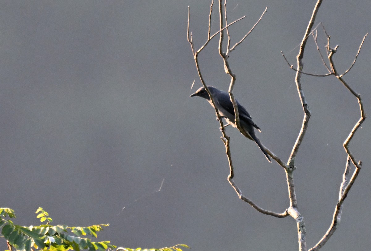 Kara Kanatlı Tırtılyiyen - ML644215902