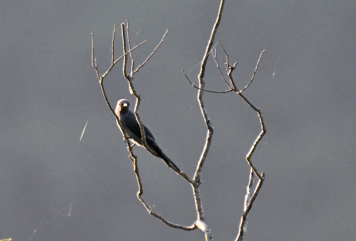 Kara Kanatlı Tırtılyiyen - ML644215903