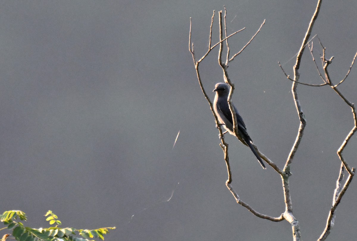 Kara Kanatlı Tırtılyiyen - ML644215904