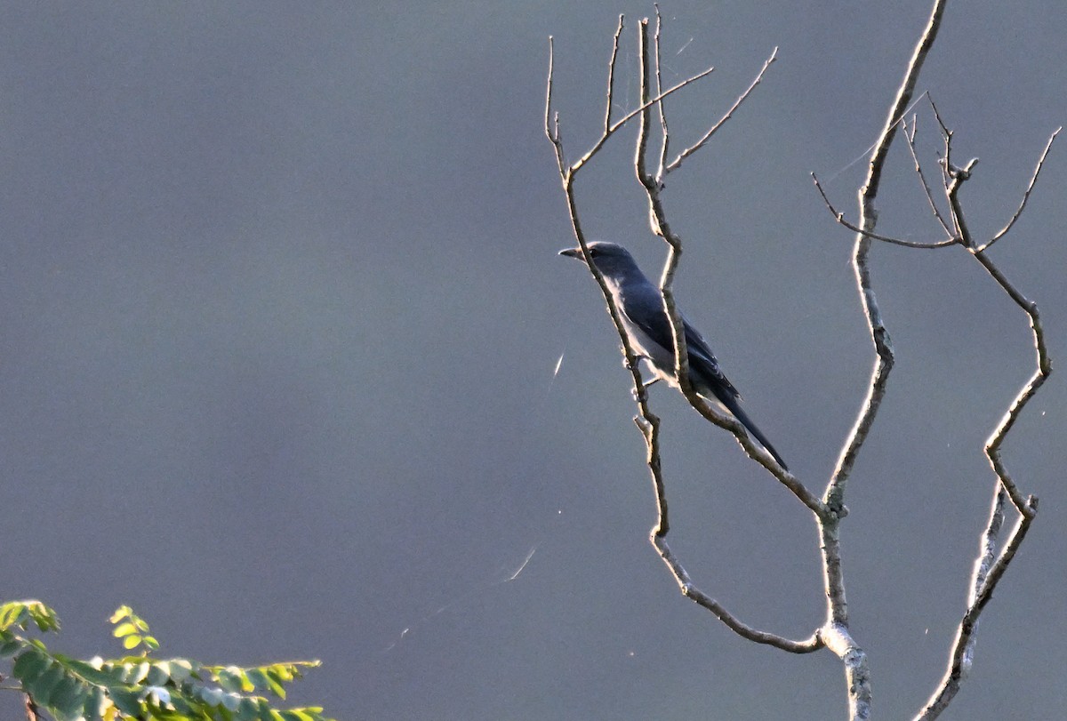 Kara Kanatlı Tırtılyiyen - ML644215905