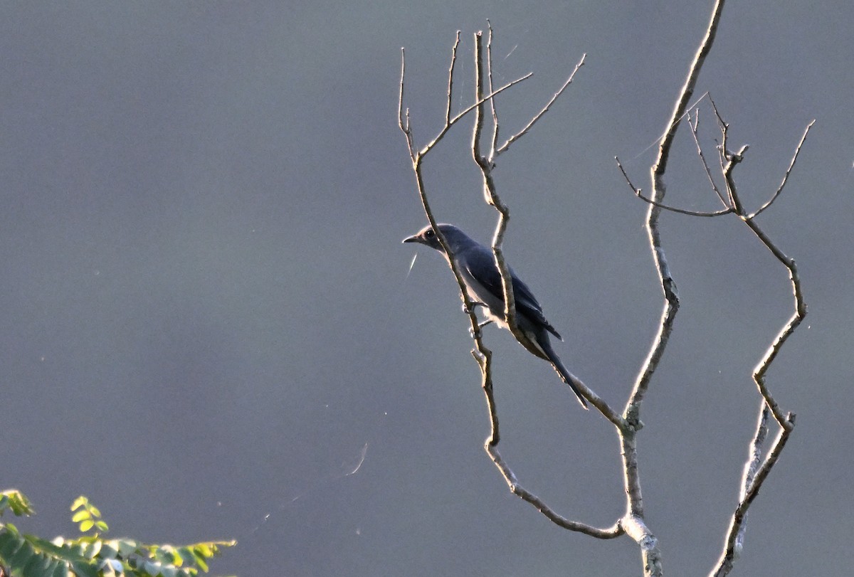 Kara Kanatlı Tırtılyiyen - ML644215906