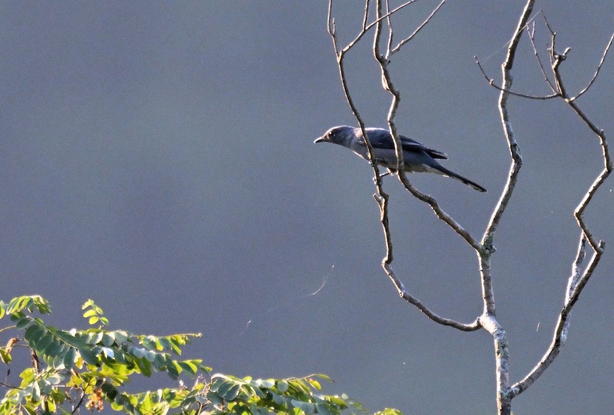 Kara Kanatlı Tırtılyiyen - ML644215907