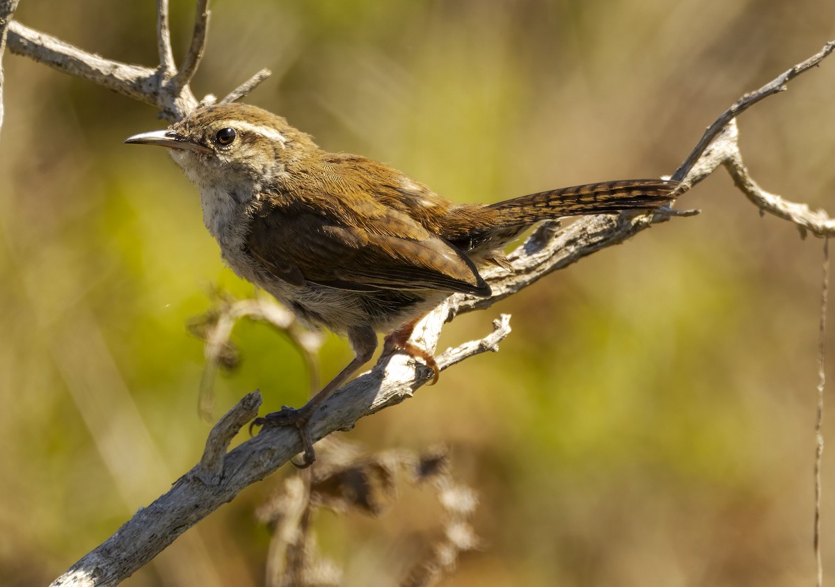 Підбуреник - ML644215915