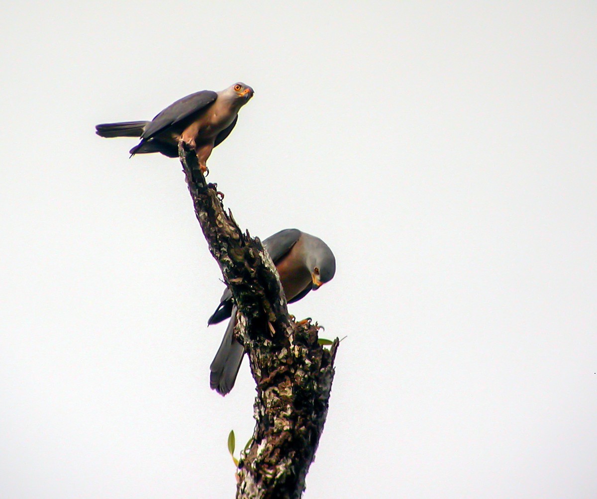 Azor Variable - ML644215916