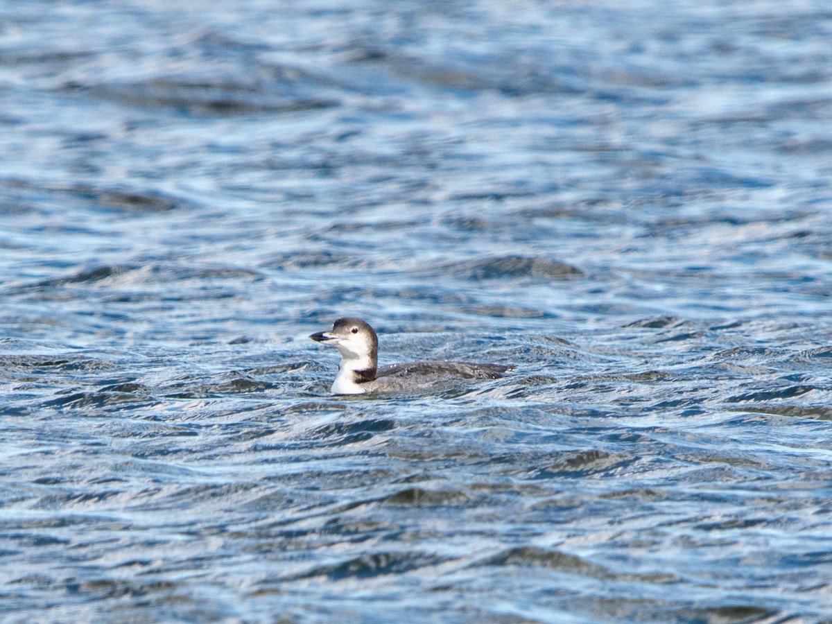 Common Loon - ML644215931