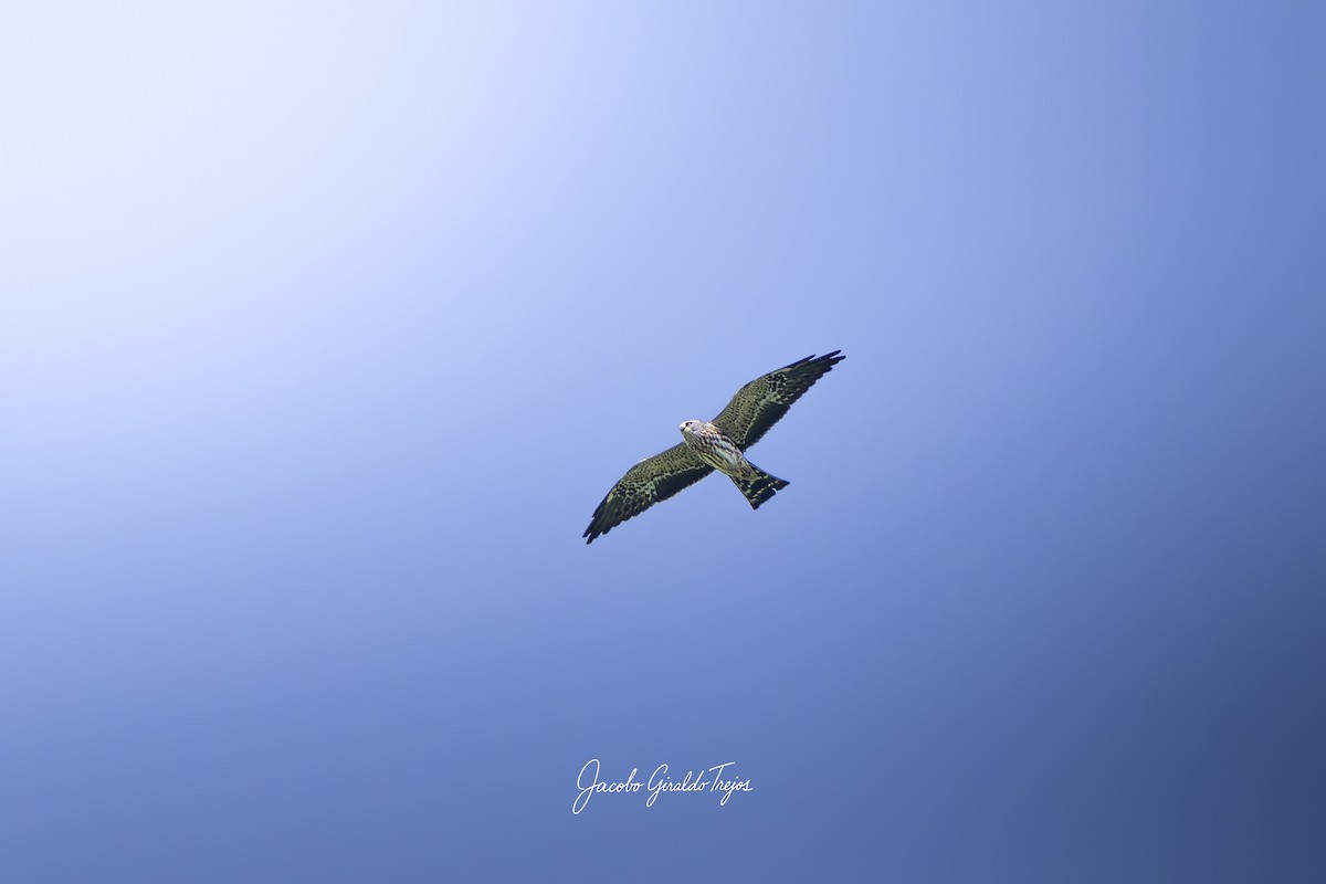 Mississippi Kite - ML644215946