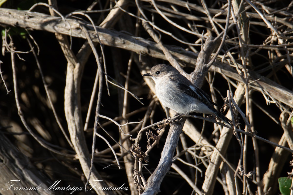 flammeflueskvett - ML644215996