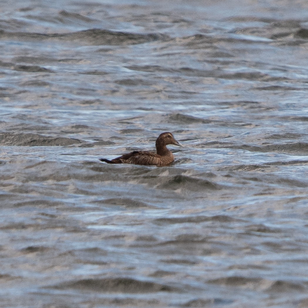 Common Eider - ML644215999