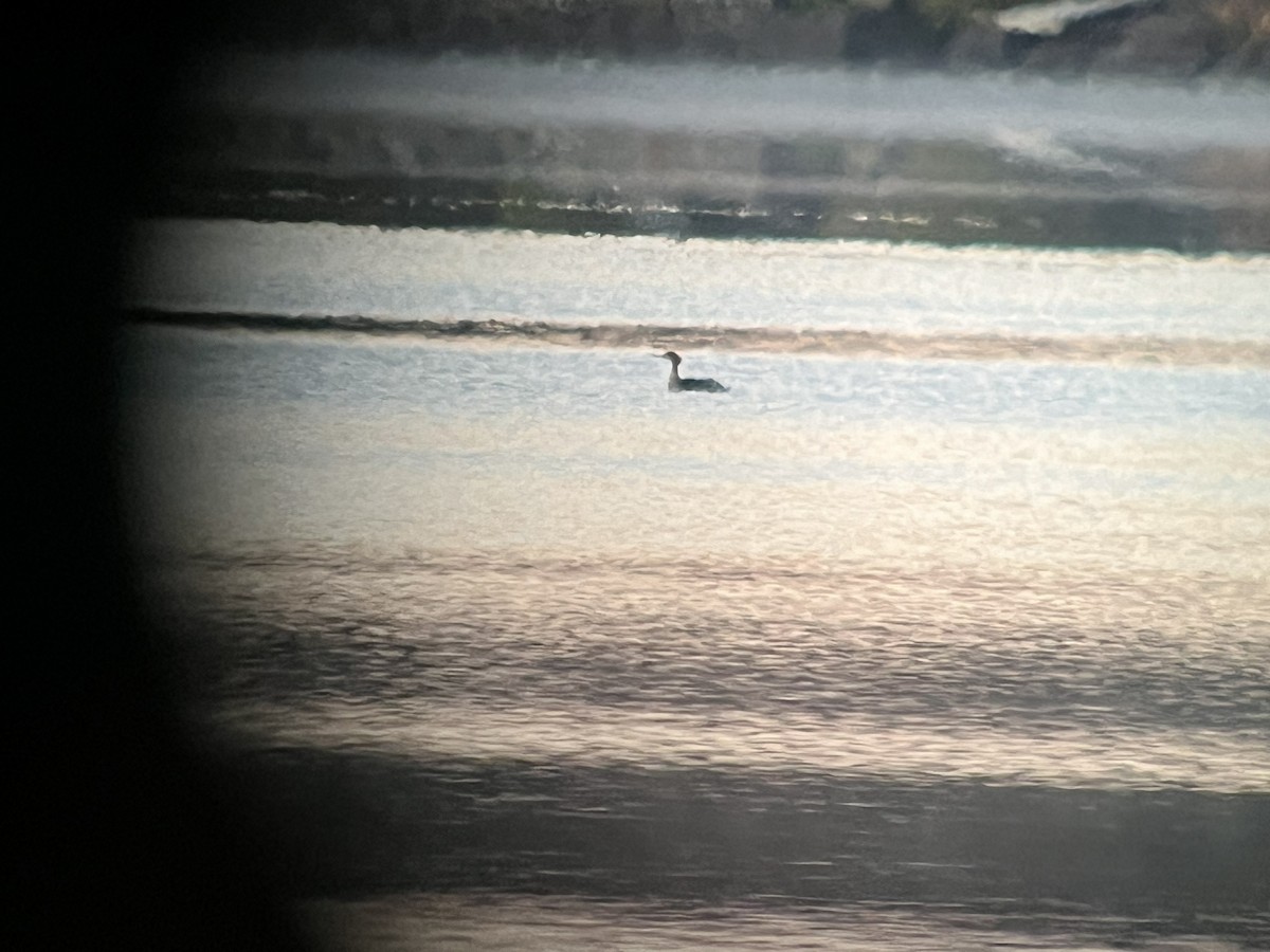 Red-breasted Merganser - ML644216049