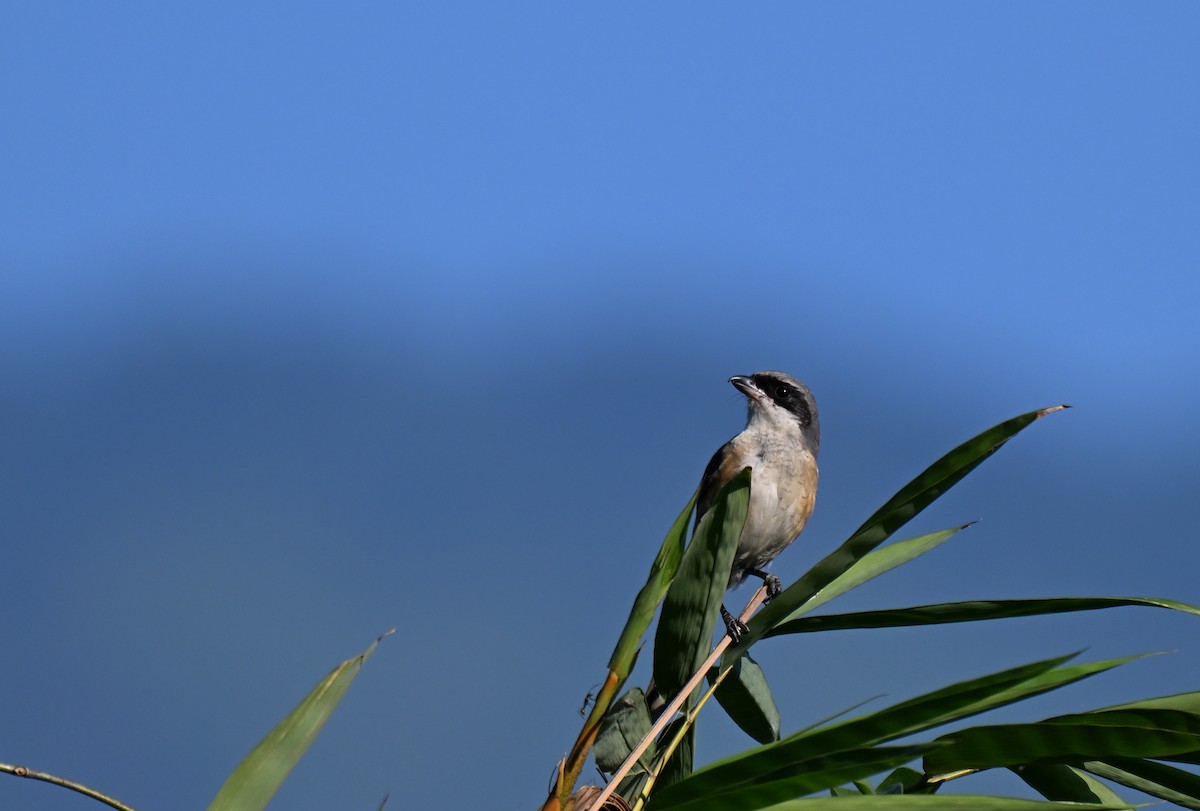 Gray-backed Shrike - ML644216062