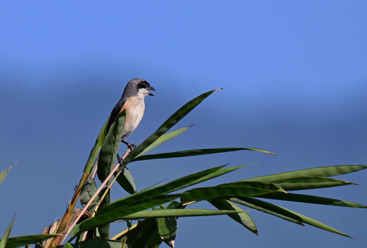 Gray-backed Shrike - ML644216063