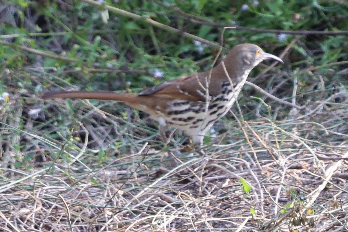 Long-billed Thrasher - ML644216092