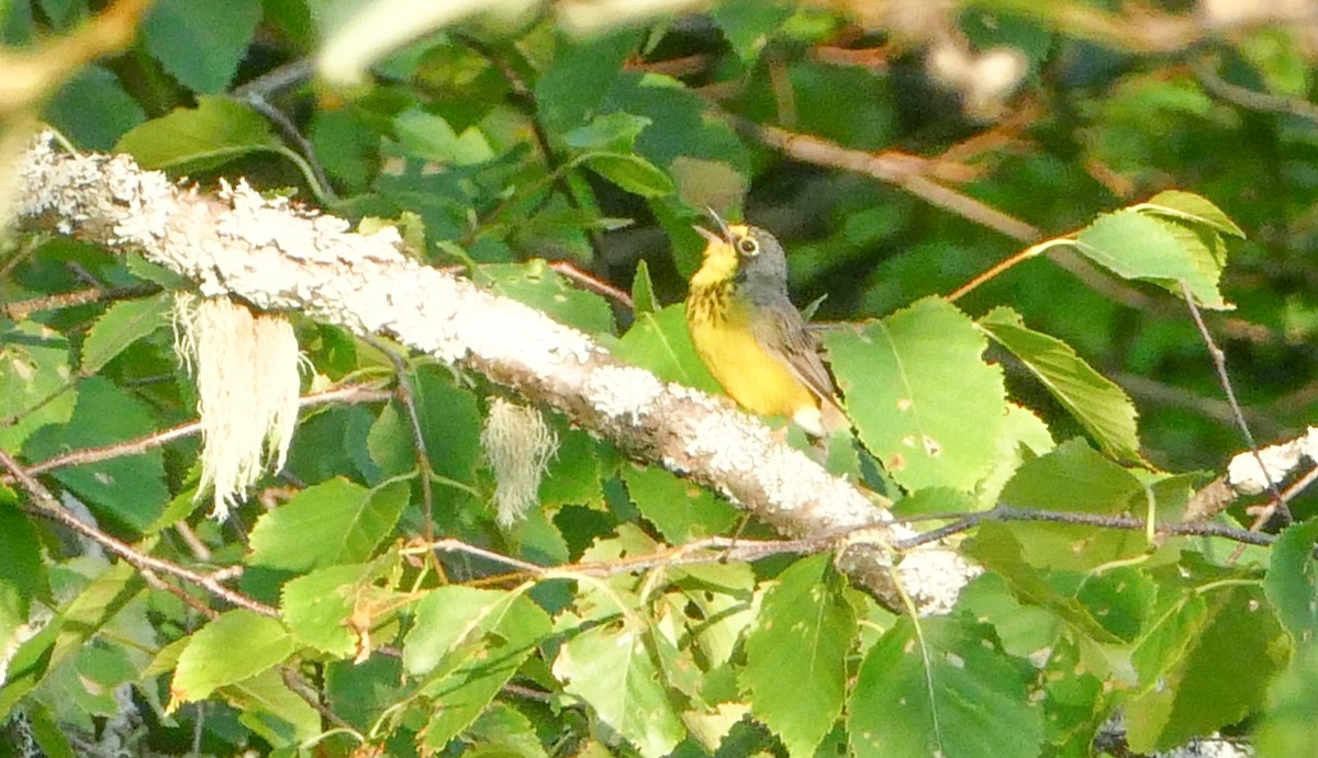Canada Warbler - ML644216107
