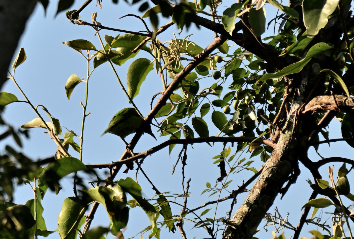 gyllenpannebladfugl - ML644216112