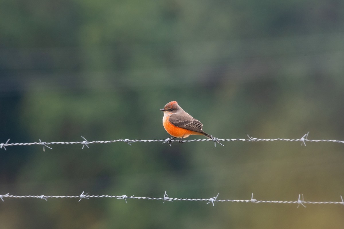 Vermilion Flycatcher - ML644216122