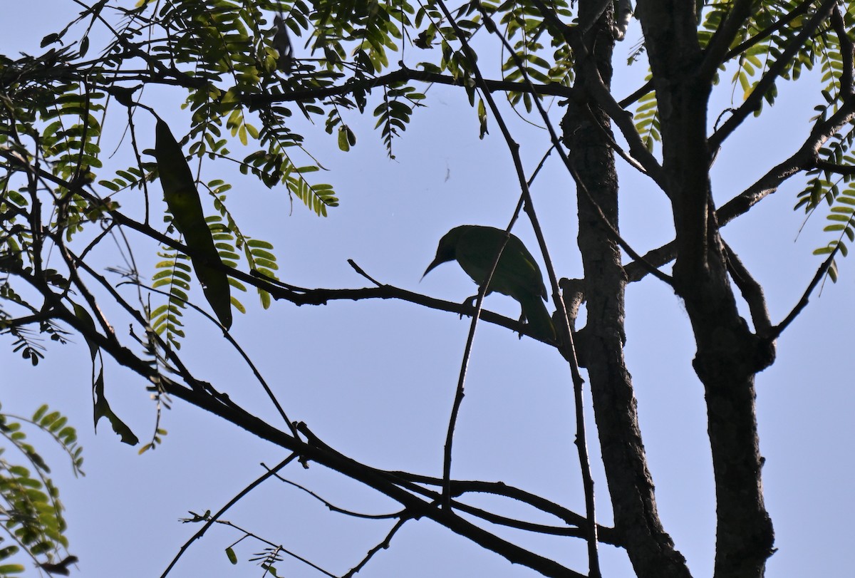 gyllenpannebladfugl - ML644216129