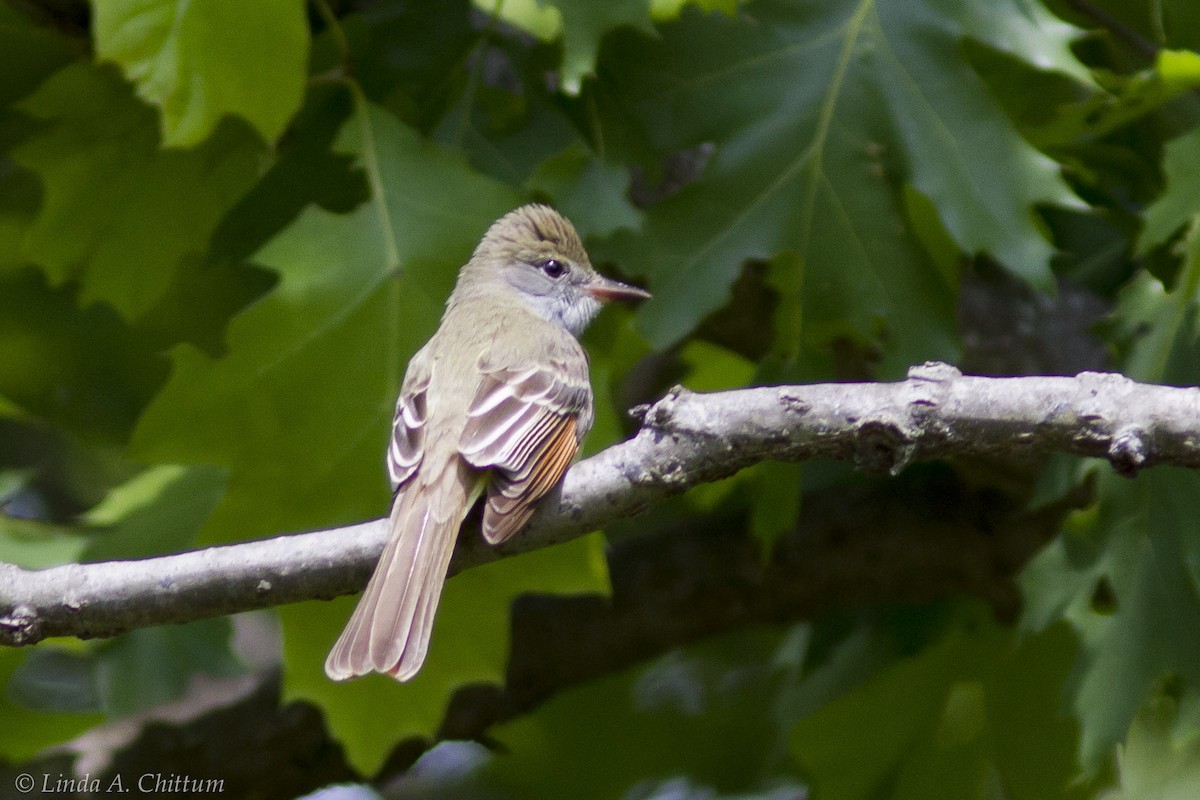 Great Crested Flycatcher - ML644216135