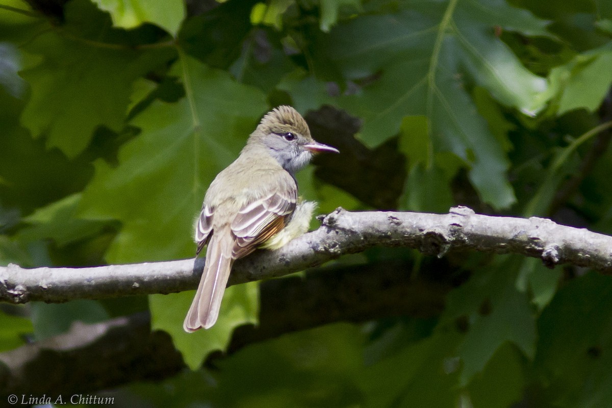 Great Crested Flycatcher - ML644216136