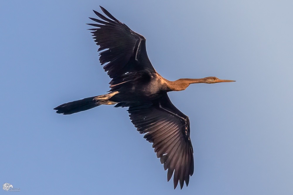 Anhinga roux - ML644216147