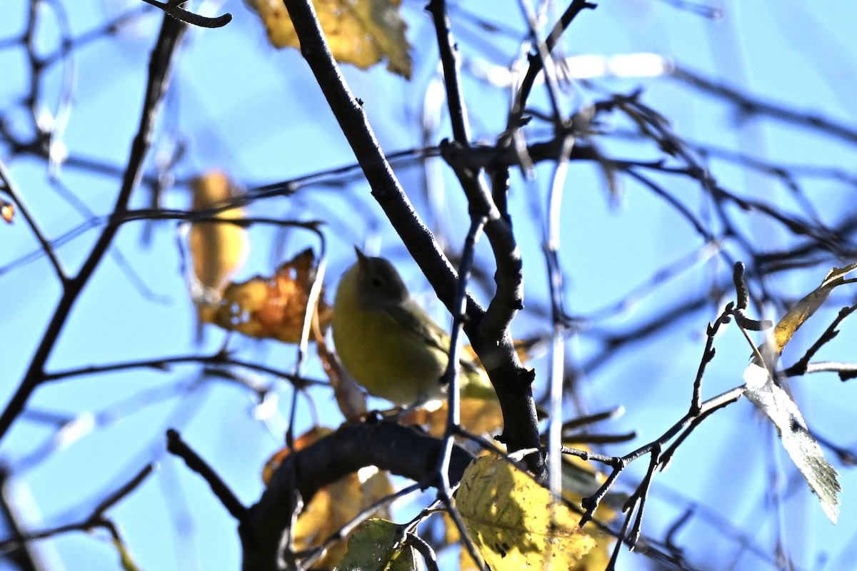 Nashville Warbler - ML644216153