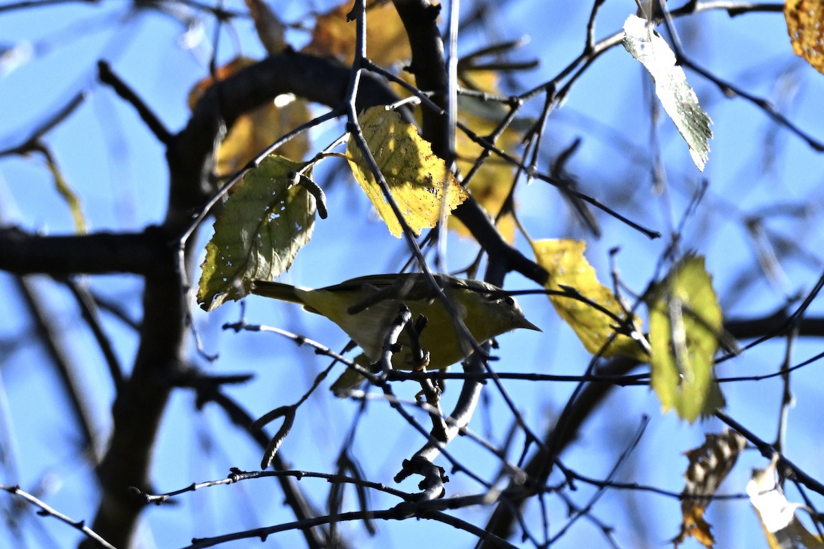 Nashville Warbler - ML644216154