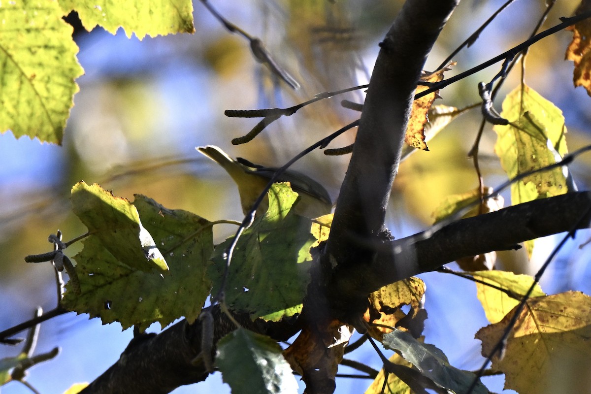 Nashville Warbler - ML644216157