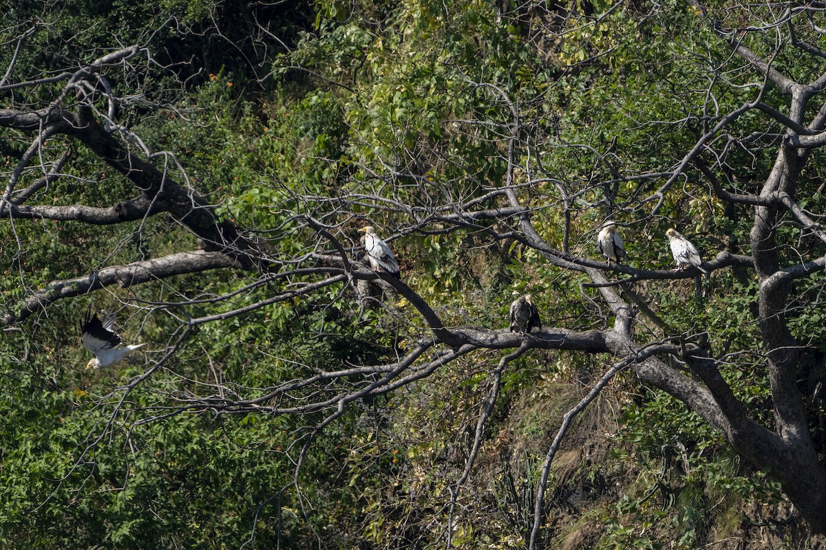 エジプトハゲワシ - ML644216161