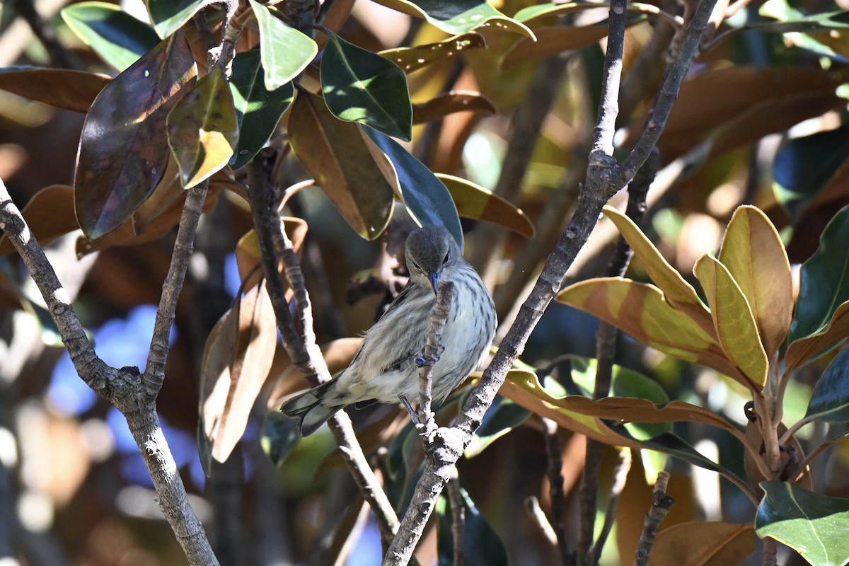 Cape May Warbler - ML644216168