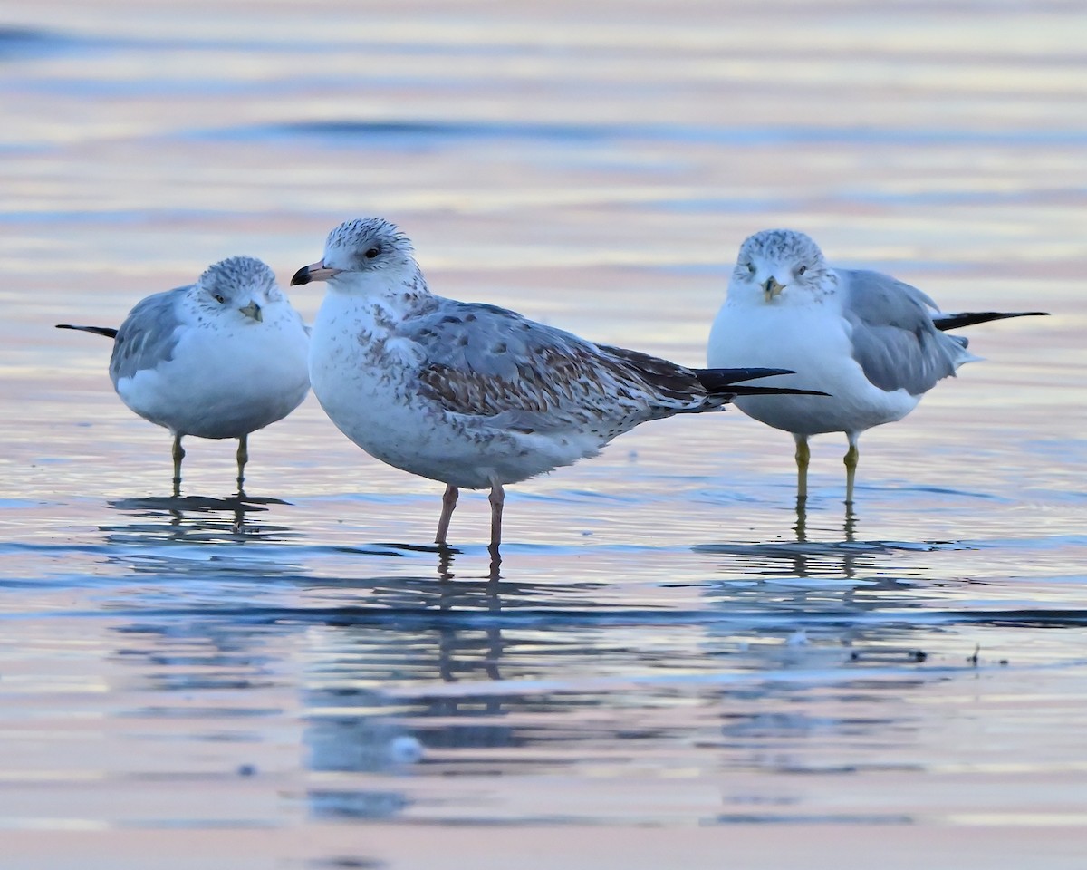 Ring-billed Gull - ML644216176
