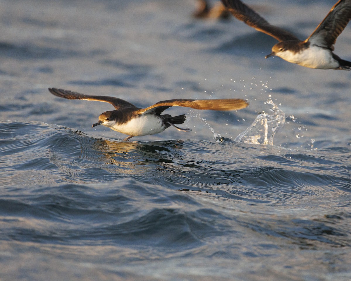 Puffin des Galapagos - ML644216179