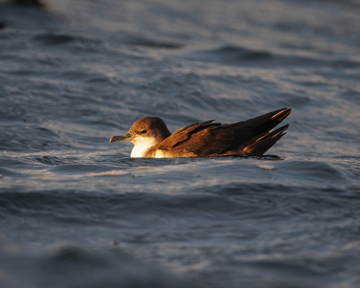 Puffin des Galapagos - ML644216180