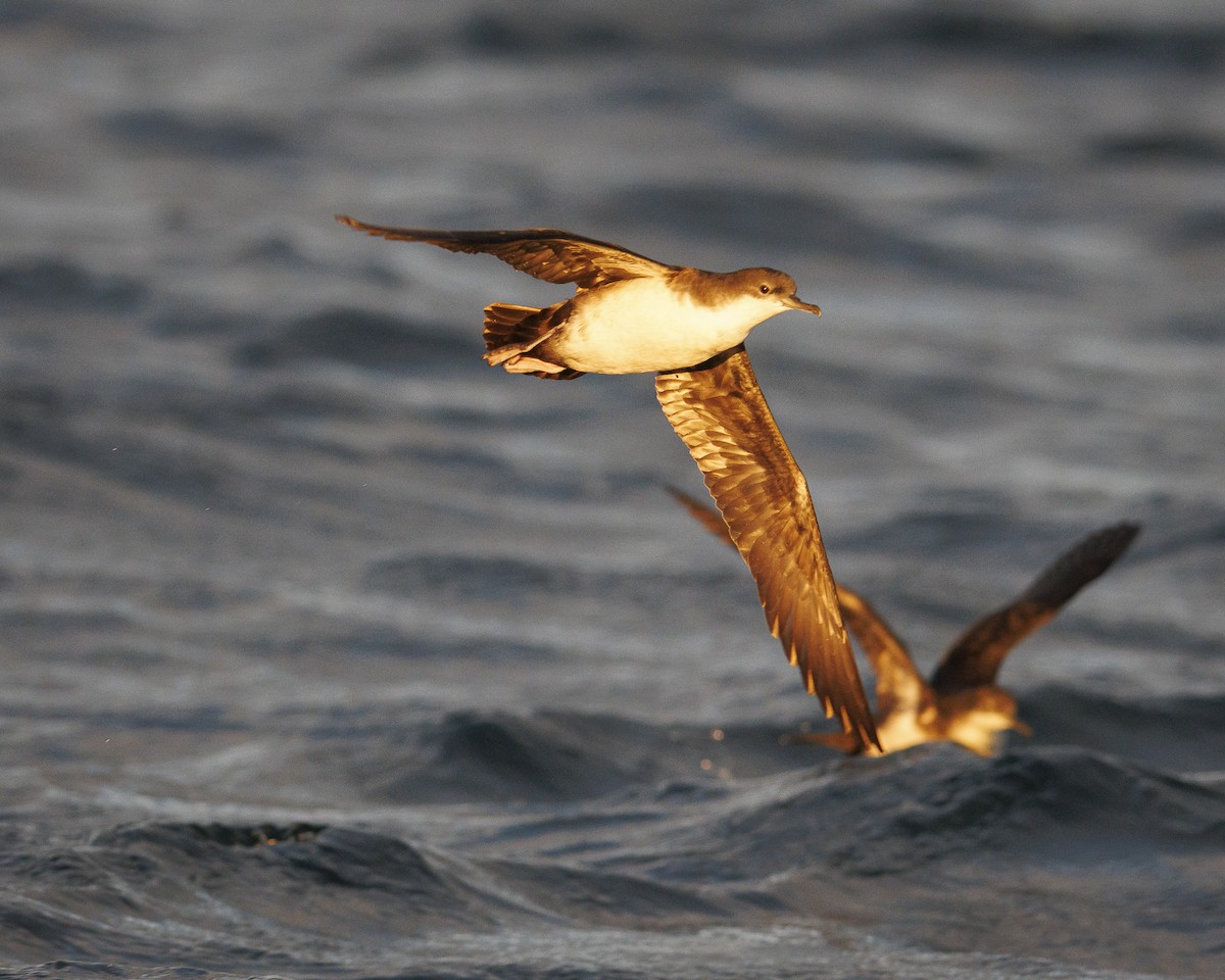 Puffin des Galapagos - ML644216181