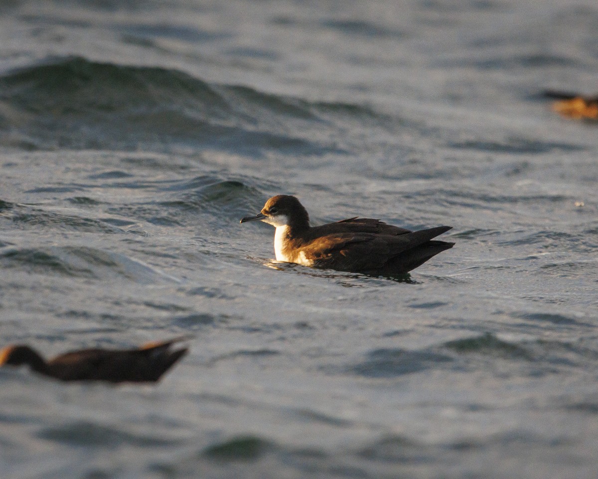 Puffin des Galapagos - ML644216183
