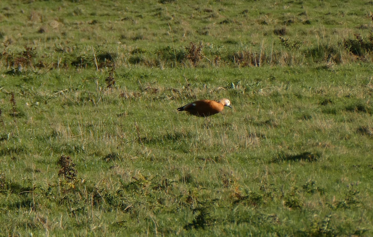 Ruddy Shelduck - ML644216187