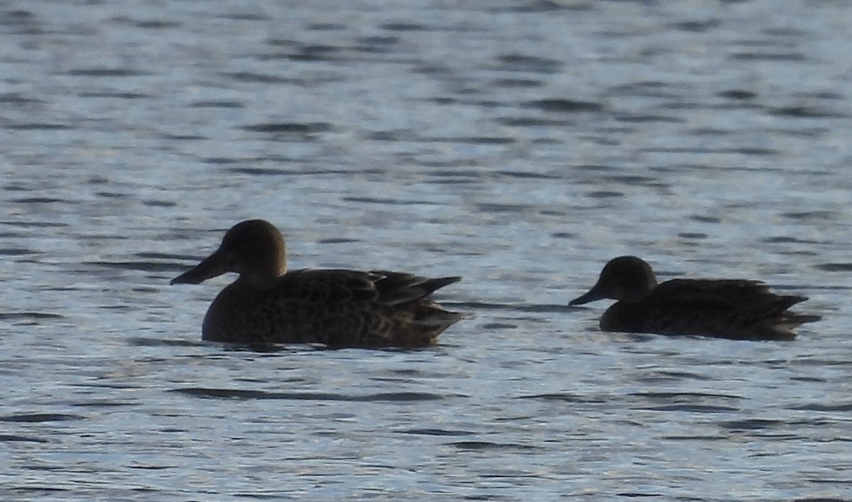 lžičák pestrý - ML644216209