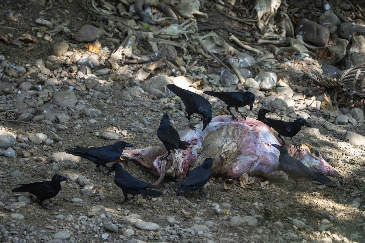 Ворона великодзьоба - ML644216210