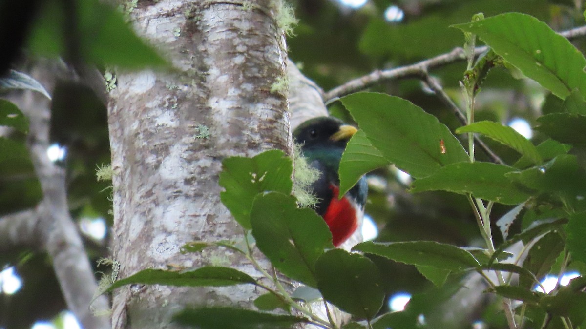 båndtrogon - ML644216231