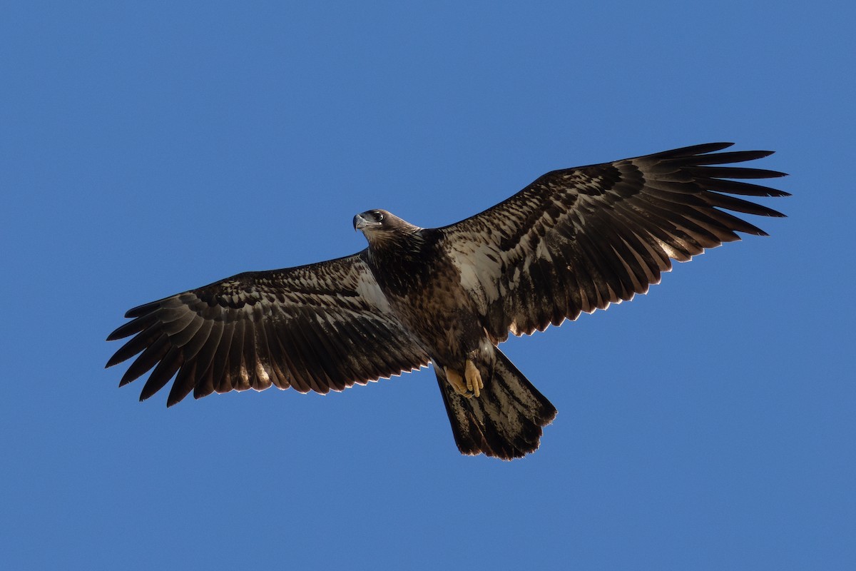 Bald Eagle - ML644216235