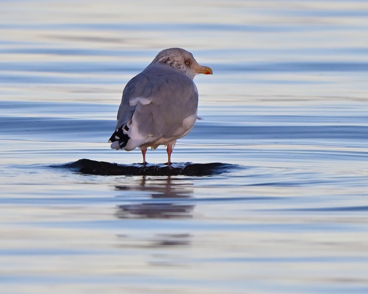 American Herring Gull - ML644216241
