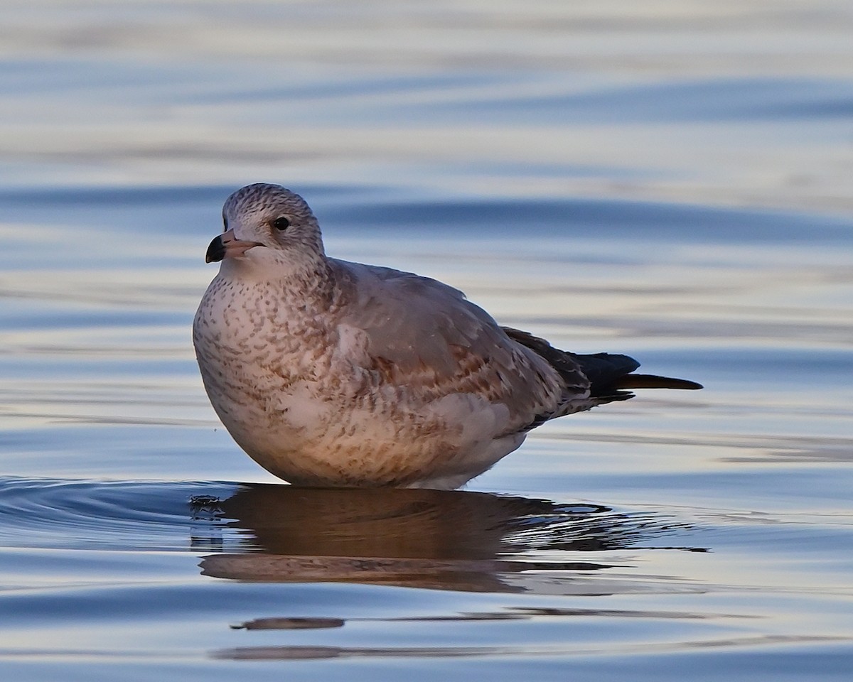 Ring-billed Gull - ML644216242