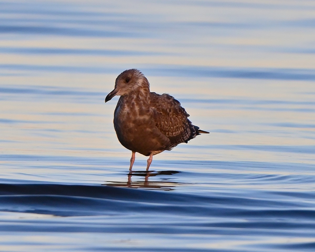 American Herring Gull - ML644216244
