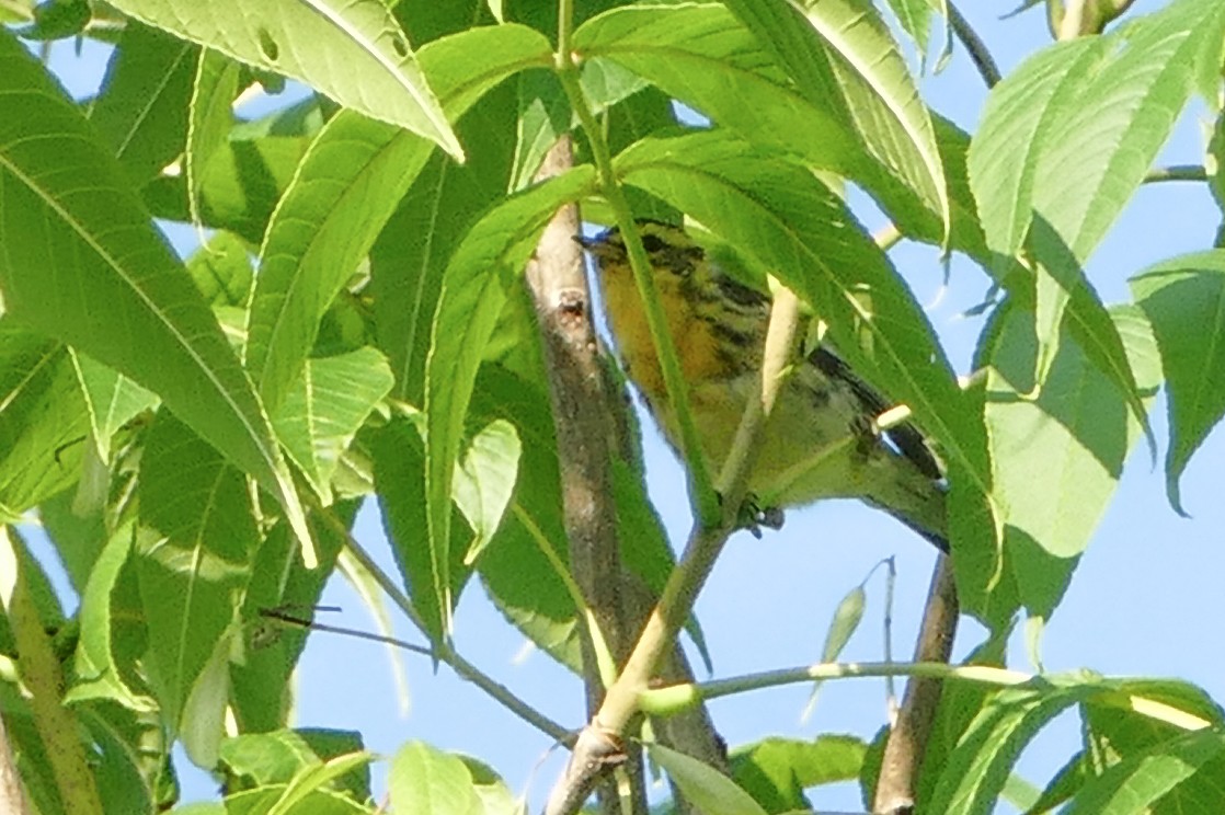 Blackburnian Warbler - ML644216245