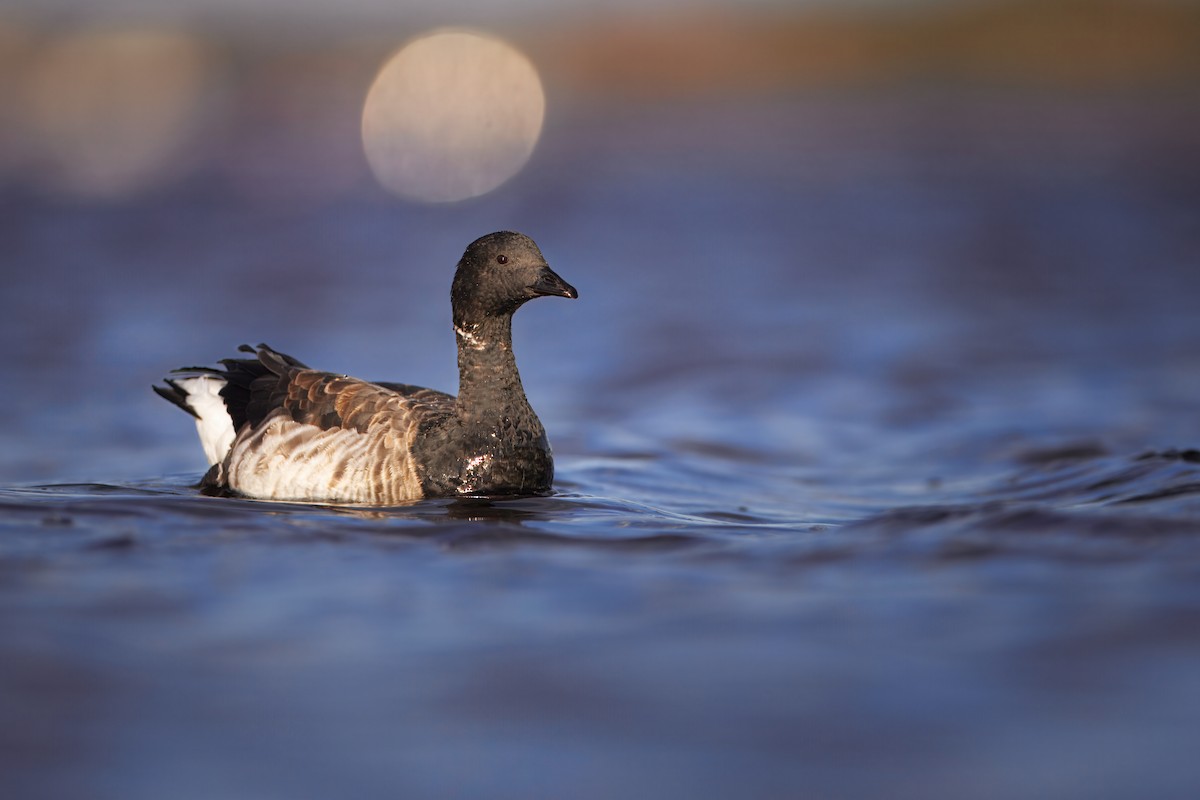 Brant - ML644216253