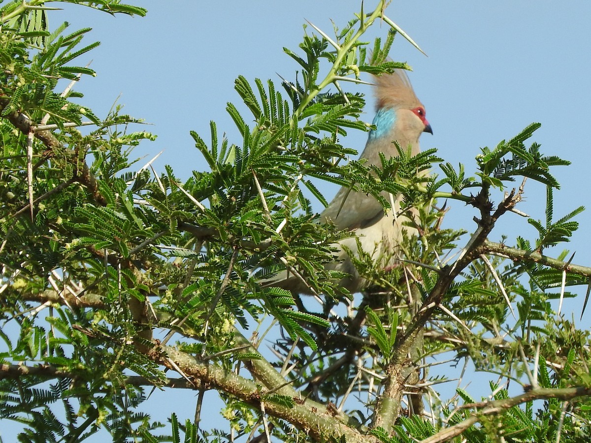 Blue-naped Mousebird - ML644216266