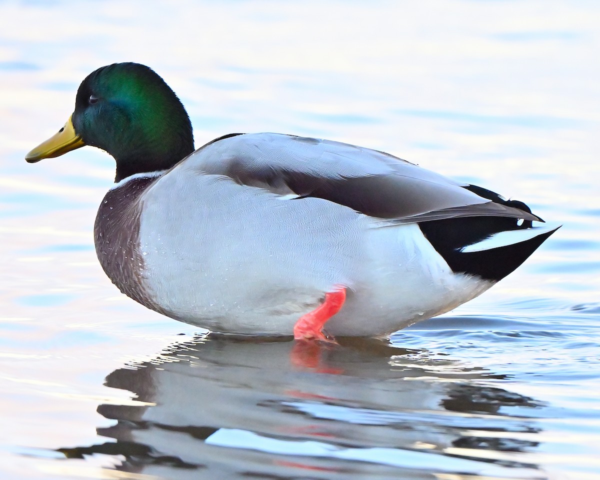 Mallard - ML644216267